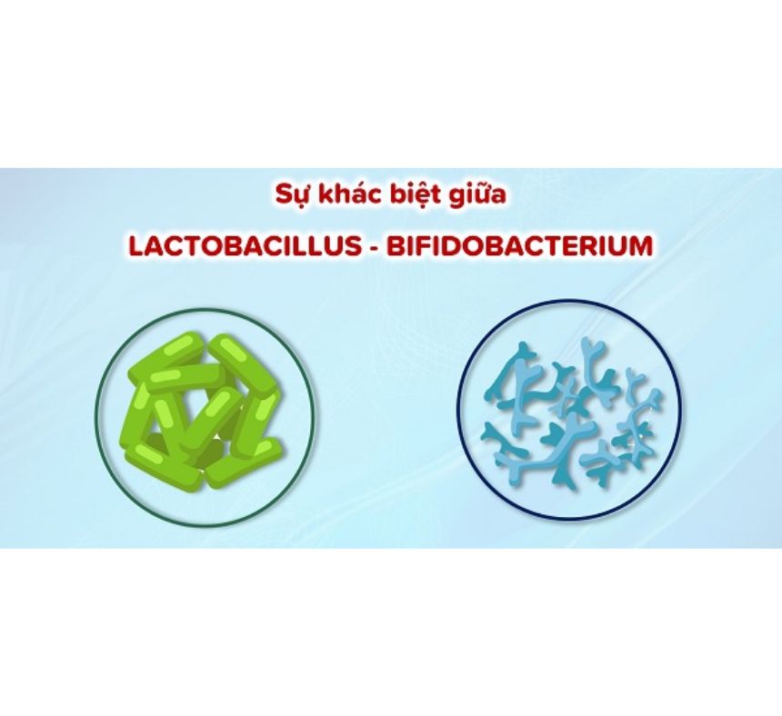 Men vi sinh chủng Bifidobacterium và Lactobacillus rất có lợi cho hệ tiêu hóa.