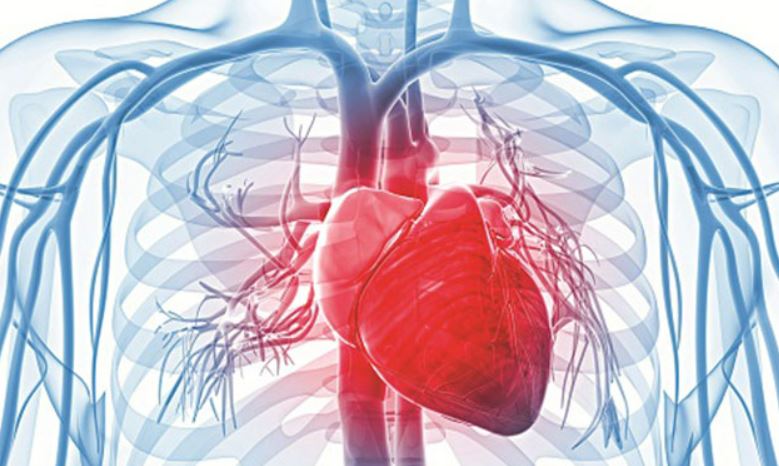 Tại sao cần củng cố tim mạch?